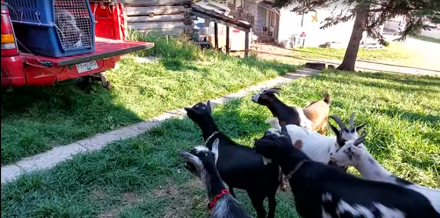 There's a pig in the back of that truck, and the goats are looking at it sceptically